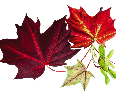leaves