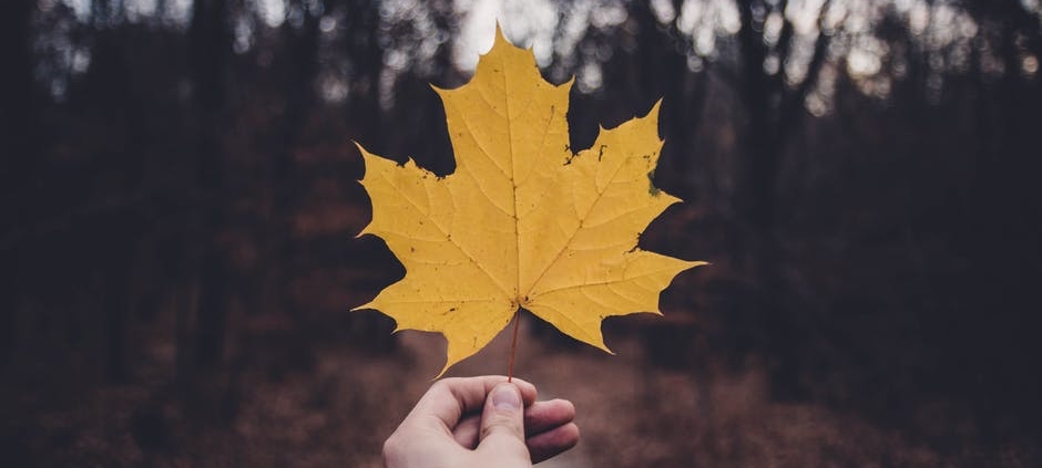 A Canadian holding a maple leaf