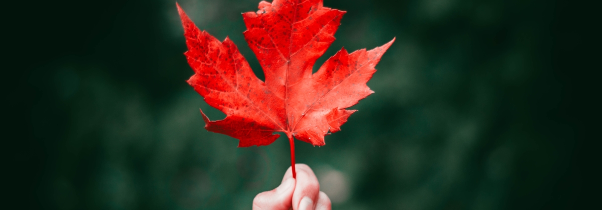person holding a red maple leaf